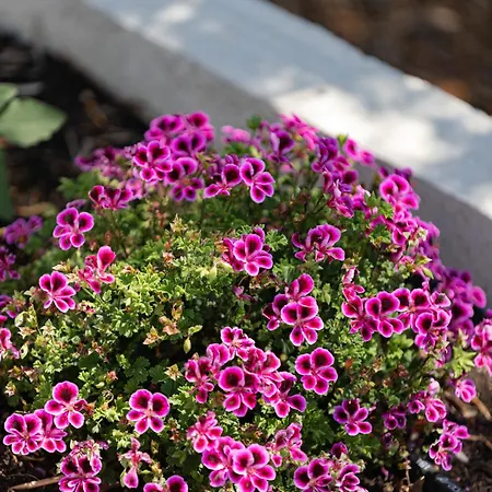 Modrave Robizon Penzion Murter