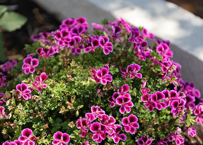 Modrave Robizon 招待所 穆泰尔岛